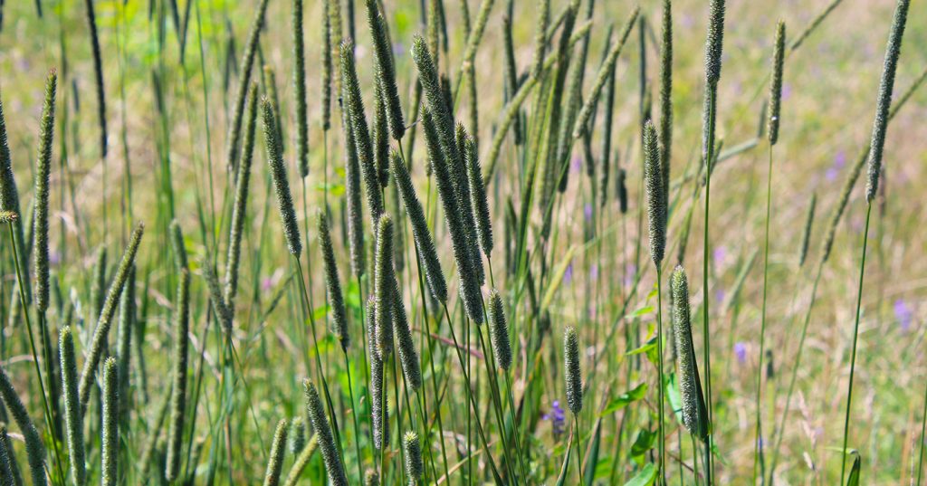 pretty weeds