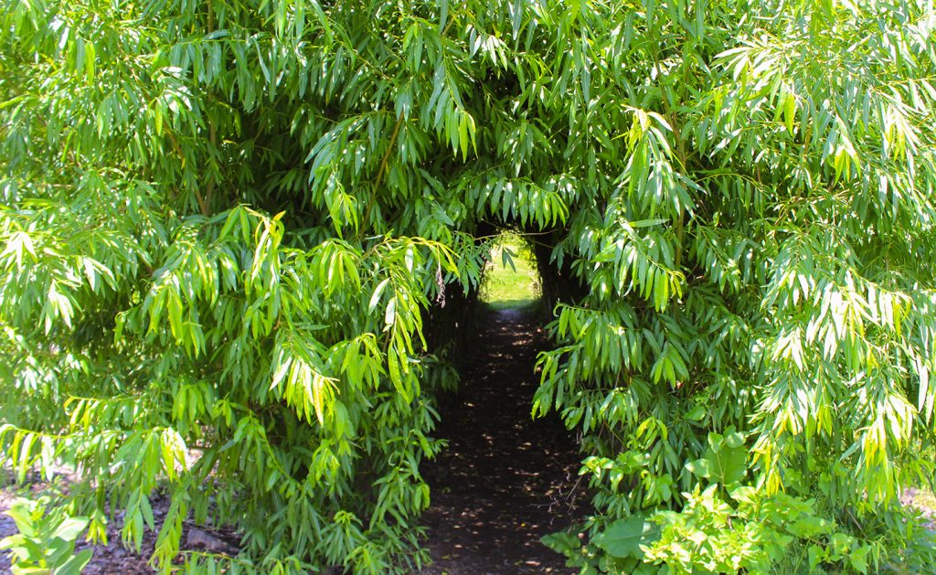 botanical tunnel