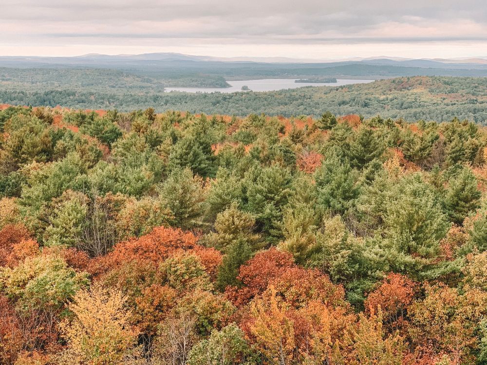 Fall foliage. 