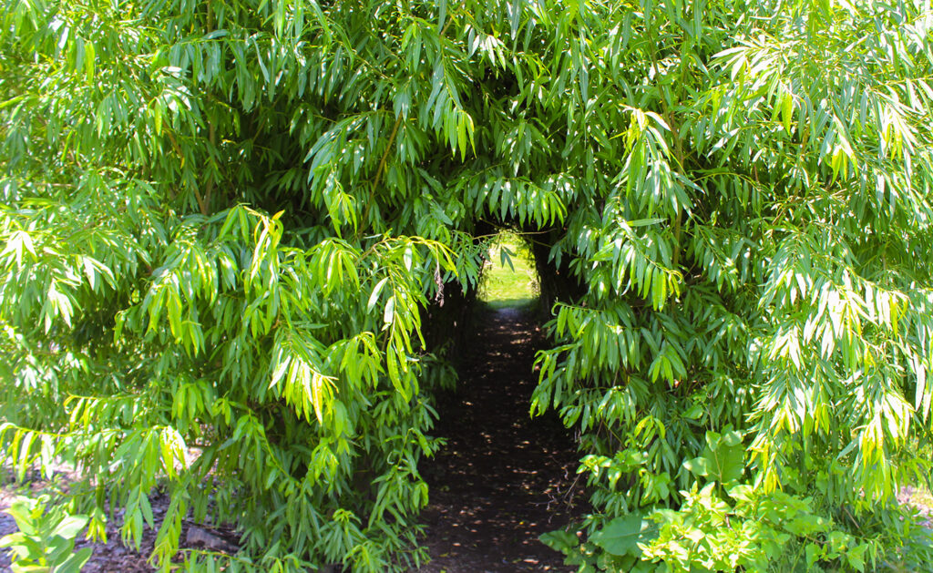 nature walk